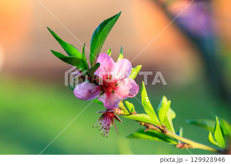 beautiful flowering of apricot fruit trees with drops beautiful flowering of apricot fruit trees with drops 129928946