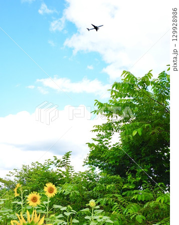 ひまわりと飛行機、北海道の夏 129928986