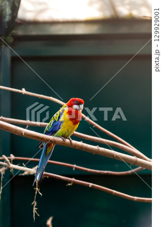 Parrots macaws sitting on a close-up branch Parrots macaws sitting on a close-up branch 129929001