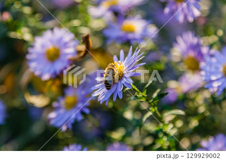 Field flowers on which insects and bees sit close up Field flowers on which insects and bees sit close up 129929002
