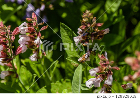 Beautiful flowers on which the bee sits Beautiful flowers on which the bee sits 129929019
