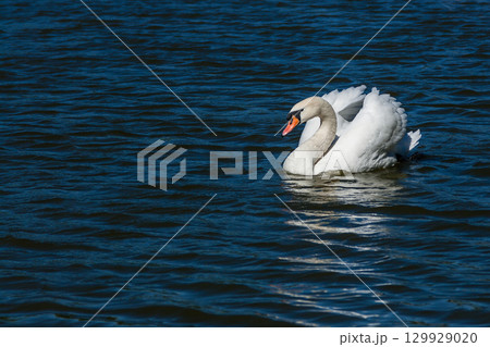 Beautiful swan floats on the lake Beautiful swan floats on the lake 129929020