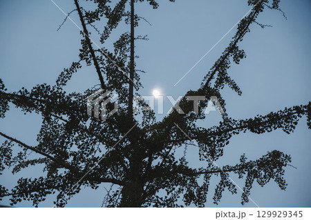 [六甲アイランド]美しい夜景 129929345