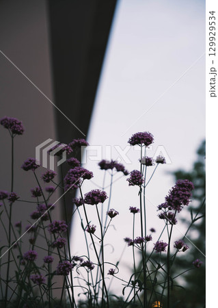 [六甲アイランド]可愛らしい野花 129929534