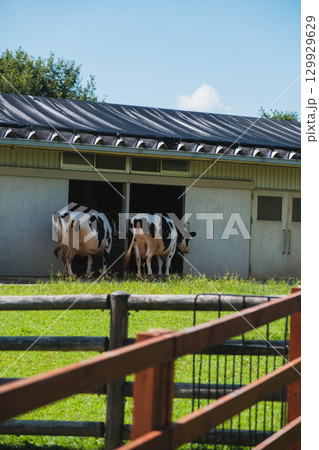 [うだ･アニマルパーク]可愛らしい牛 129929629