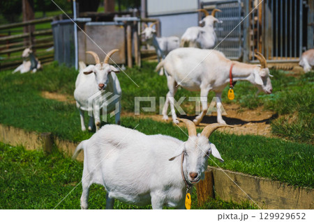 [うだ･アニマルパーク]可愛らしいヤギ 129929652