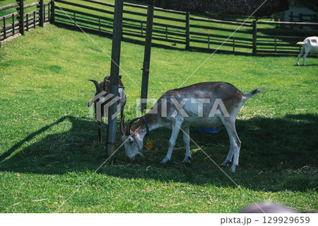 [うだ･アニマルパーク]可愛らしいヤギ 129929659