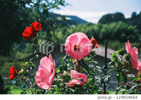 [うだ･アニマルパーク]可愛らしい花々 129929668