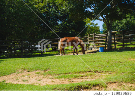 [うだ･アニマルパーク]可愛らしいポニー 129929689