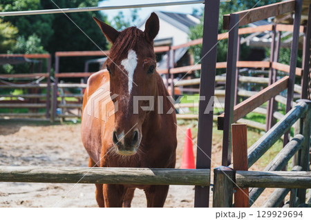 [うだ･アニマルパーク]かっこいい馬 129929694