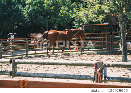 [うだ･アニマルパーク]かっこいい馬 129929696