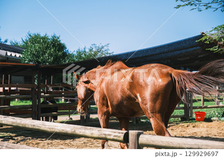 [うだ･アニマルパーク]かっこいい馬 129929697