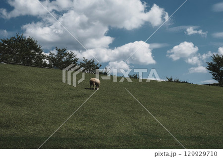 [うだ･アニマルパーク]可愛らしい羊が自由に暮らす風景 129929710