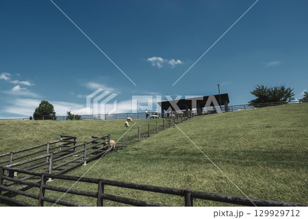 [うだ･アニマルパーク]可愛らしい羊が自由に暮らす風景 129929712