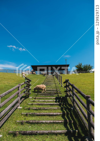 [うだ･アニマルパーク]可愛らしい羊が自由に暮らす風景 129929713