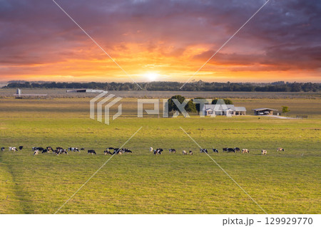 Organic milk and beef production. Small family business of free range cows grazing on green farm pasture. Feeding of cattle on farmland grassland 129929770