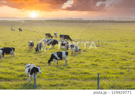 Organic milk and beef production. Free range cows grazing on green farm pasture. Feeding of cattle on farmland grassland 129929771