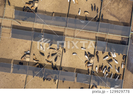 Cow feed lot with meat cows. Cattle stockyard on farm in USA Cow feed lot with meat cows. Cattle stockyard on farm in USA 129929778