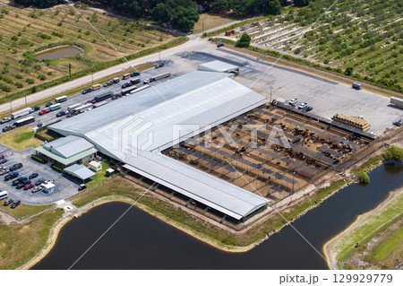 Aerial view of feed yard with meat cows. Feeding of cattle on farm feedlot Aerial view of feed yard with meat cows. Feeding of cattle on farm feedlot 129929779