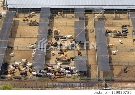 Cattle stockyard with meat cows. Feeding of livestock on farm feedlot in Florida rural area 129929780