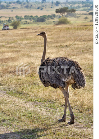 サバンナを歩くダチョウ ― マサイマラ 129929830