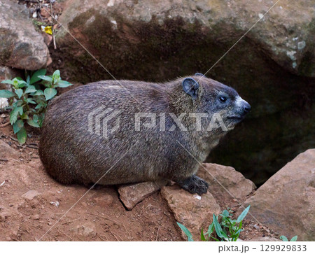 ケニアのケープハイラックス(岩場に座る小動物) ケニアのケープハイラックス(岩場に座る小動物) 129929833