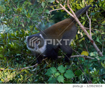 ケニアのブルーモンキー(木の枝で警戒する姿) ケニアのブルーモンキー(木の枝で警戒する姿) 129929834