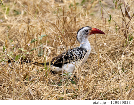 タランギレ国立公園のアカハシコサイチョウ（草地を歩く姿） 129929838