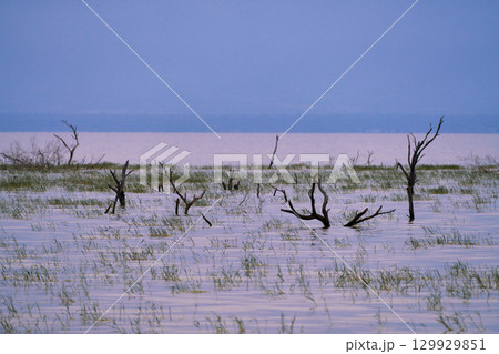 マニャラ湖の水面に浮かぶ立ち枯れの木 マニャラ湖の水面に浮かぶ立ち枯れの木 129929851
