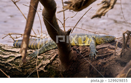 マニャラ湖のナイルオオトカゲ（倒木で休む姿） 129929855