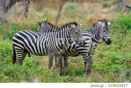 マニャラ湖近くの草原で寄り添う2頭のシマウマ 129929857