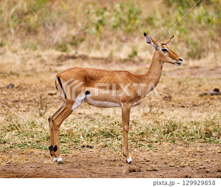 マニャラ湖付近のサバンナに佇むインパラの雌 129929858