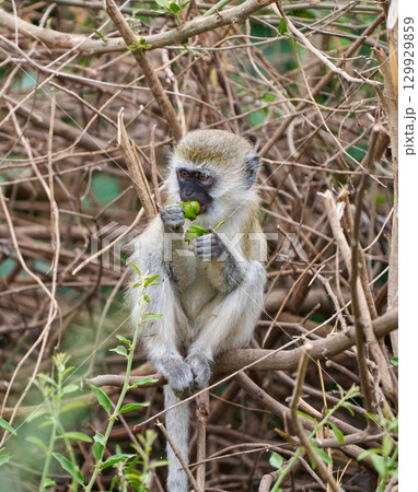 葉を食べる幼いベルベットモンキー 葉を食べる幼いベルベットモンキー 129929859