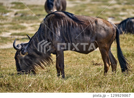 堂々たる姿、ヌーの横顔と草原の静けさ 堂々たる姿、ヌーの横顔と草原の静けさ 129929867