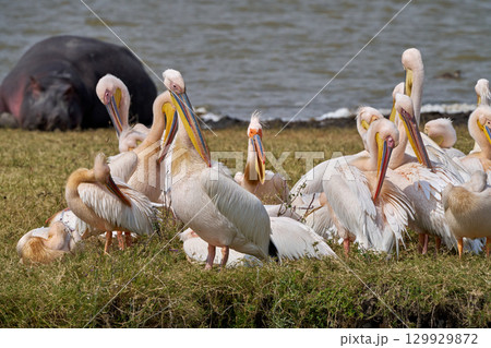 湖畔に集うペリカンとカバ（ンゴロンゴロ） 129929872