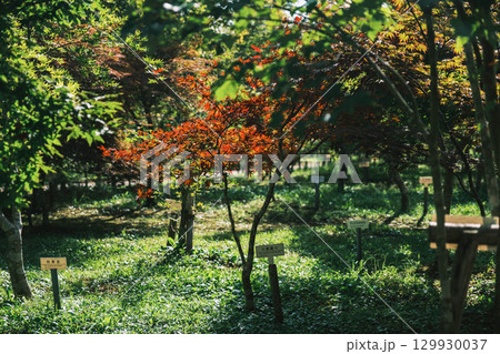 [奈良カエデの郷ひらら]旧宇太小学校の風景 129930037