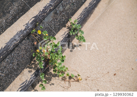 [白兎海岸]海岸沿いの道路と美しい日本海の風景・可愛らしい野花 129930362