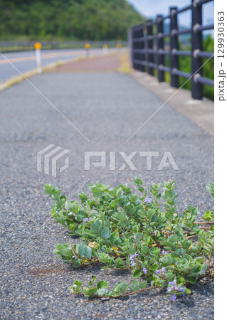 [白兎海岸]海岸沿いの道路と美しい日本海の風景・可愛らしい野花 129930363