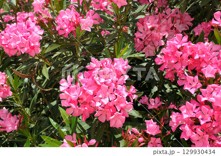 Natural Background of Blooming Oleander. Natural Background of Blooming Oleander. 129930434