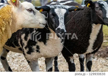Sheep at the Meenacross Agricultural Show in Ireland 129930630