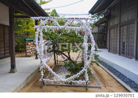 [白兎神社]鳥取にある歴史的な神社・おみくじが括り付けられたオブジェ 129930701