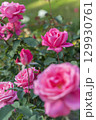 咲き乱れるピンクのバラの花 129930761