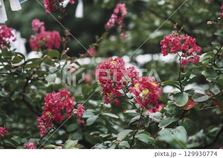 [白兎神社]鳥取にある歴史的な神社・キレイな花々 129930774
