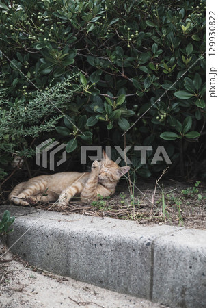 [白兎神社]鳥取にある歴史的な神社・可愛らしい猫 129930822