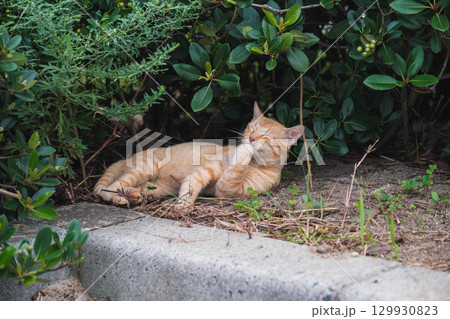 [白兎神社]鳥取にある歴史的な神社・可愛らしい猫 129930823