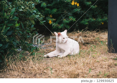 [白兎神社]鳥取にある歴史的な神社・可愛らしい猫 129930825