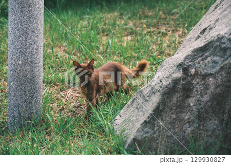 [白兎神社]鳥取にある歴史的な神社・可愛らしい猫 129930827