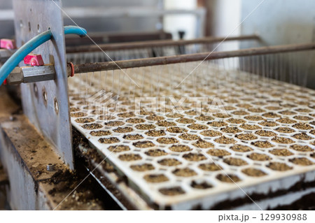 Automatic watering of seeds in special trays for germination on an conveyor 129930988