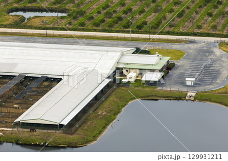 Commercial cattle stockyard with meat cows in rural Florida. Feeding of livestock on farm feedlot in USA Commercial cattle stockyard with meat cows in rural Florida. Feeding of livestock on farm feedlot in USA 129931211