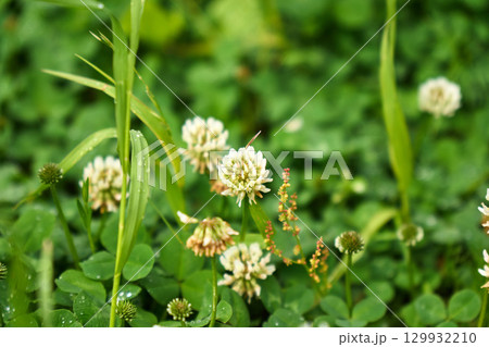 Clover blossoms flourish in a lush green landscape during early morning hours 129932210